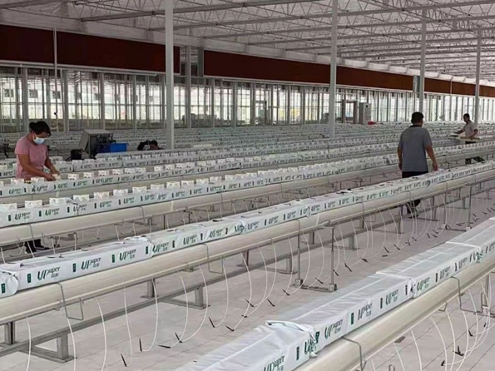 陽(yáng)光板溫室栽培